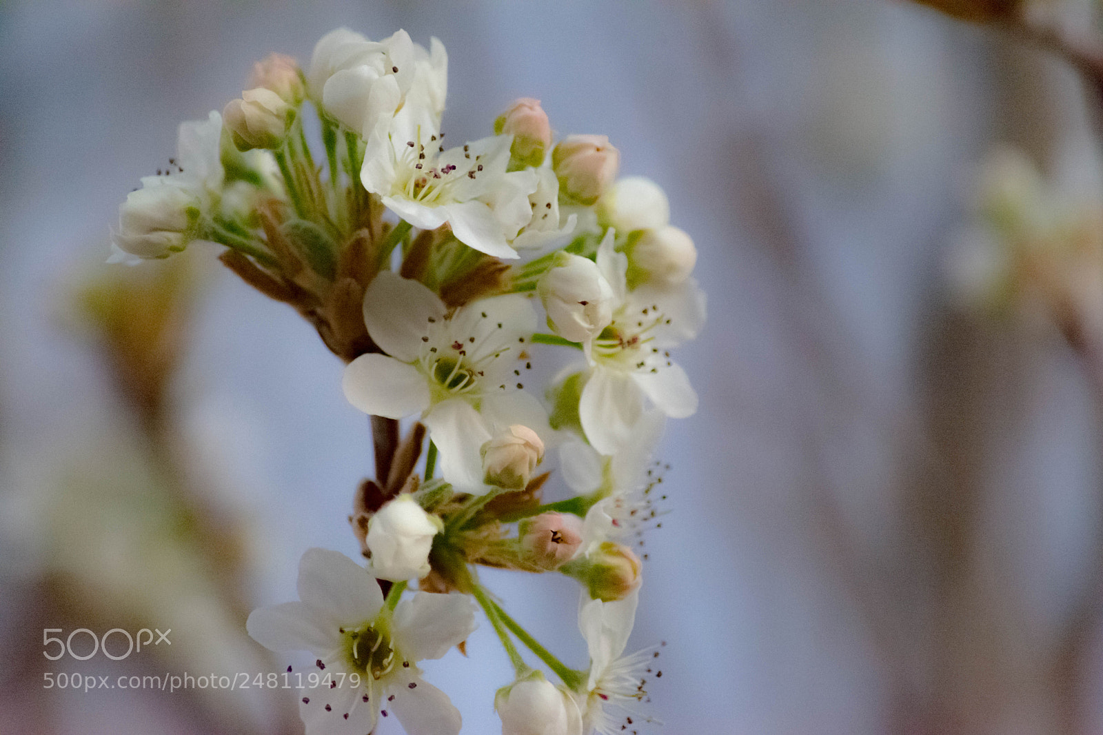 Nikon D7100 sample photo. Spring time photography