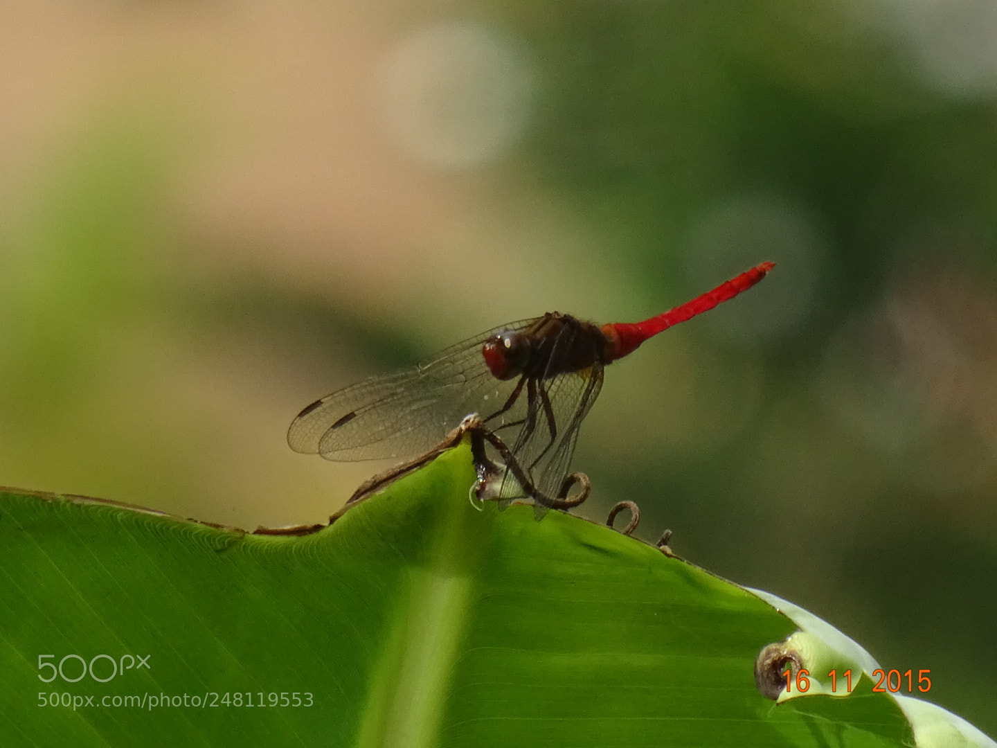 Sony DSC-HX60V sample photo. Wildlife photography