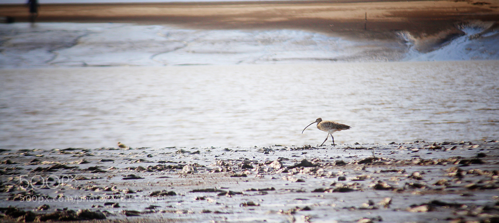 Canon EOS 700D (EOS Rebel T5i / EOS Kiss X7i) sample photo. Wildlife photography photography