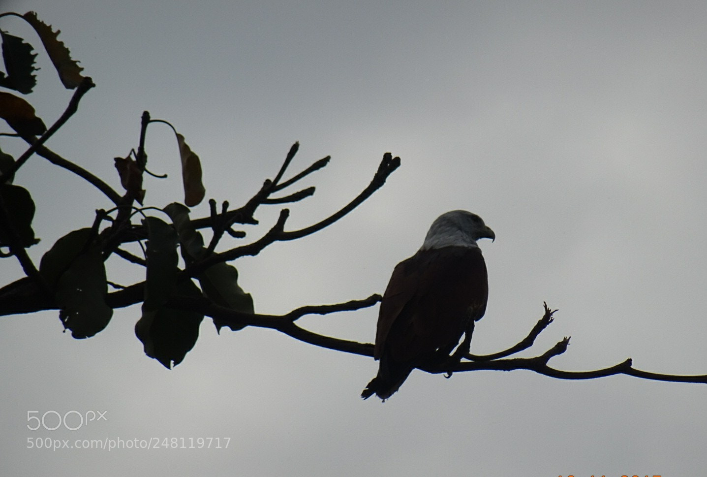 Sony DSC-HX60V sample photo. Rainy day photography