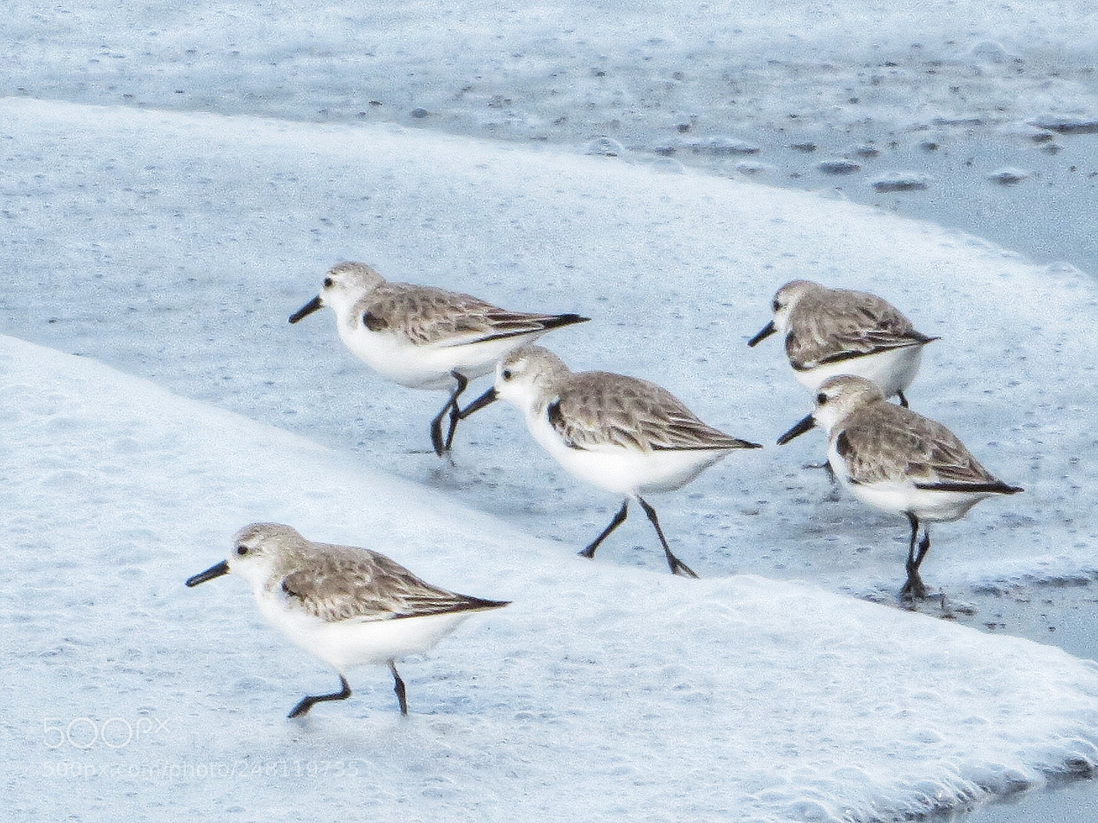 Canon PowerShot SX720 HS sample photo. Sandpipers in foam photography