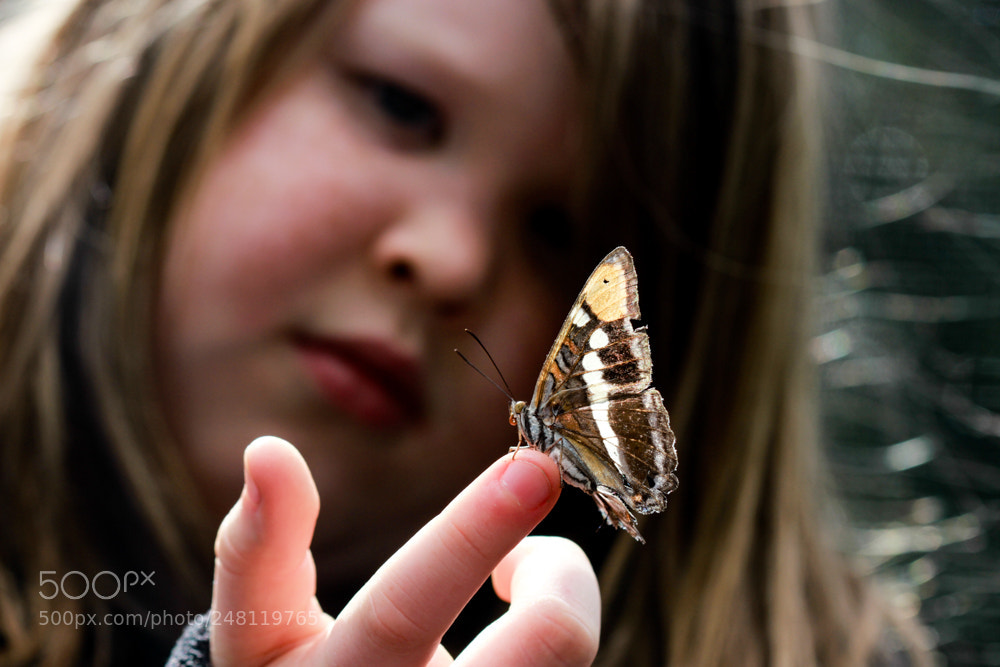 Canon EOS 7D sample photo. Tattered but still flying photography