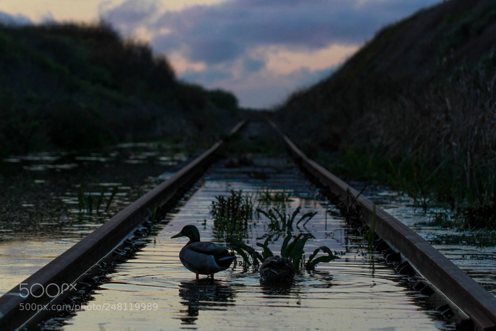 Canon EOS 7D sample photo. Ducks on the tracks photography