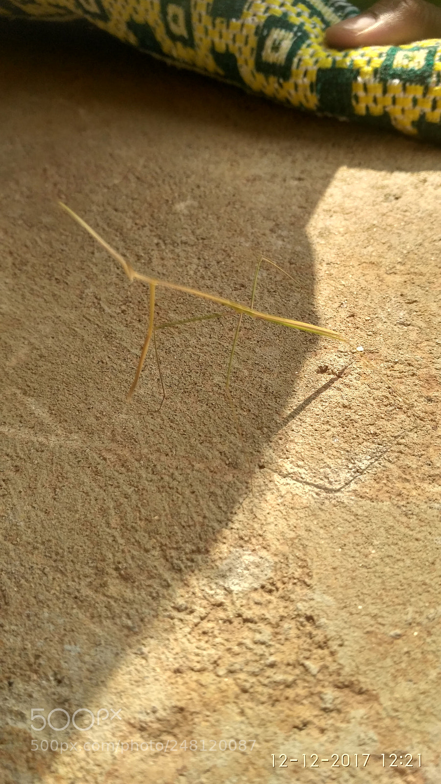 Xiaomi Redmi 3S sample photo. Typical insect photography