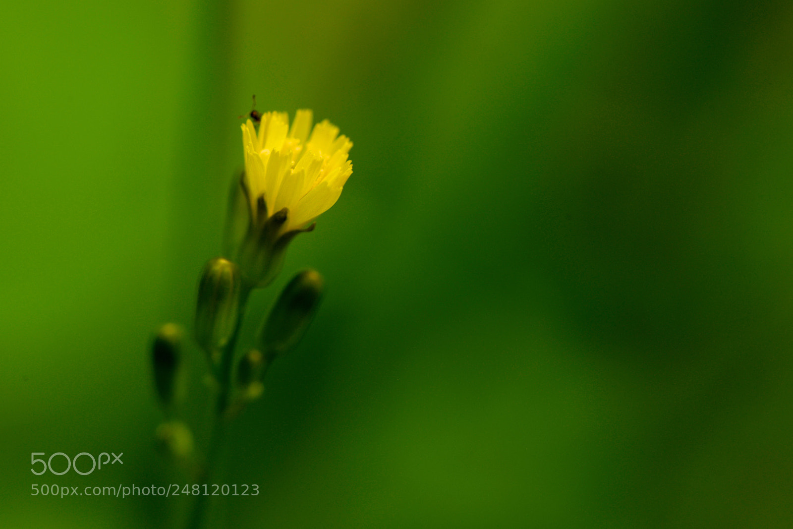 Nikon D800E sample photo. Spring is coming ... photography