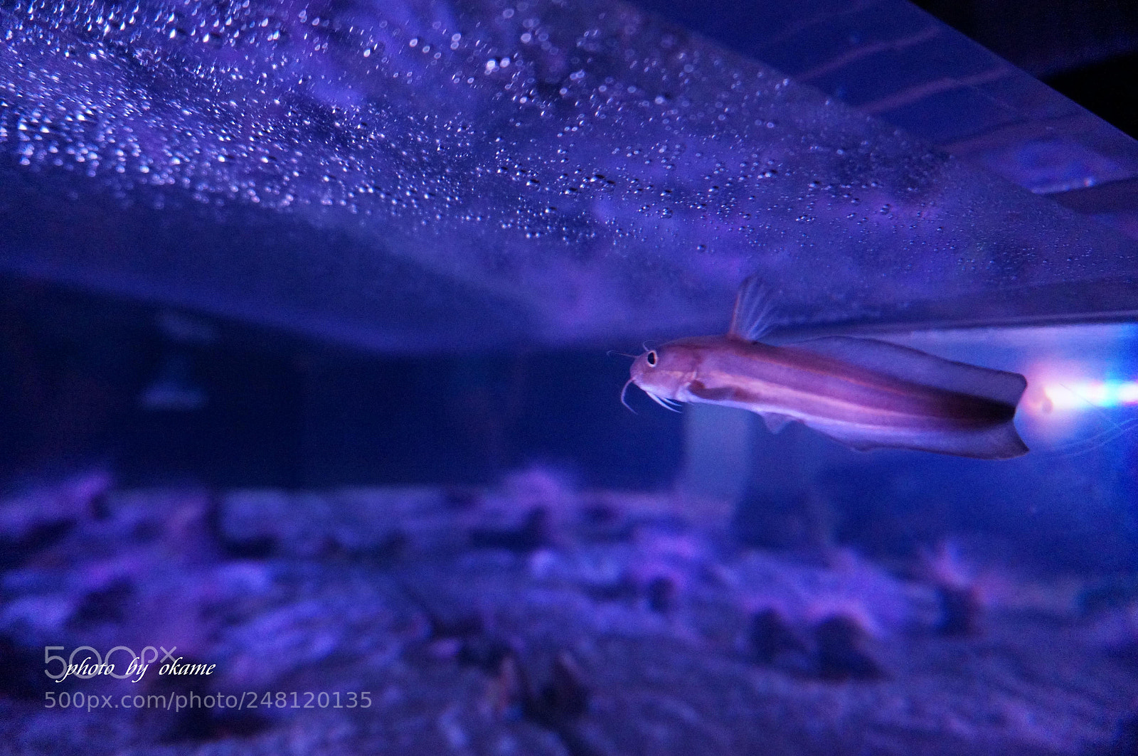 Sony Alpha NEX-5R sample photo. (swim gracefully) photography
