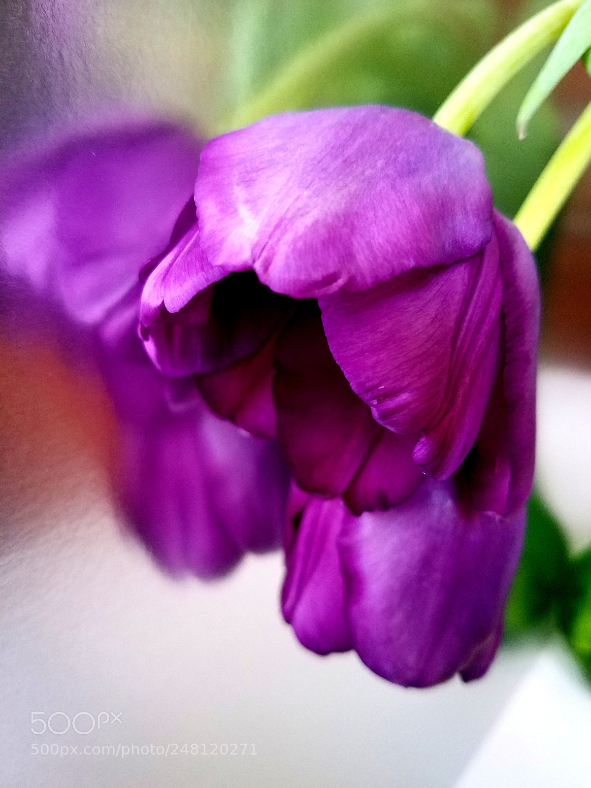 Samsung Galaxy S7 Edge sample photo. Bold tulips photography