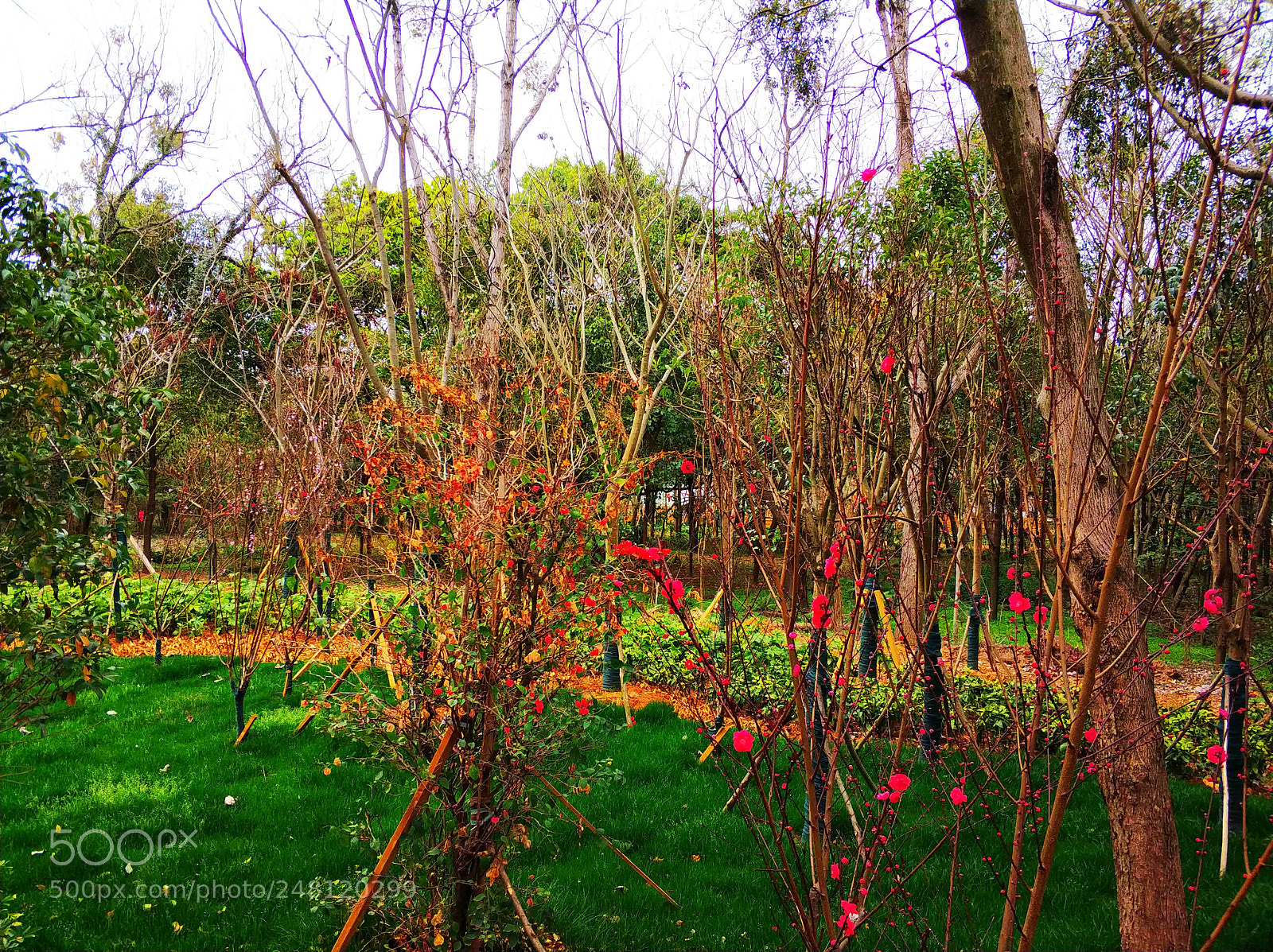 Xiaomi MI6 sample photo. Untitled photography