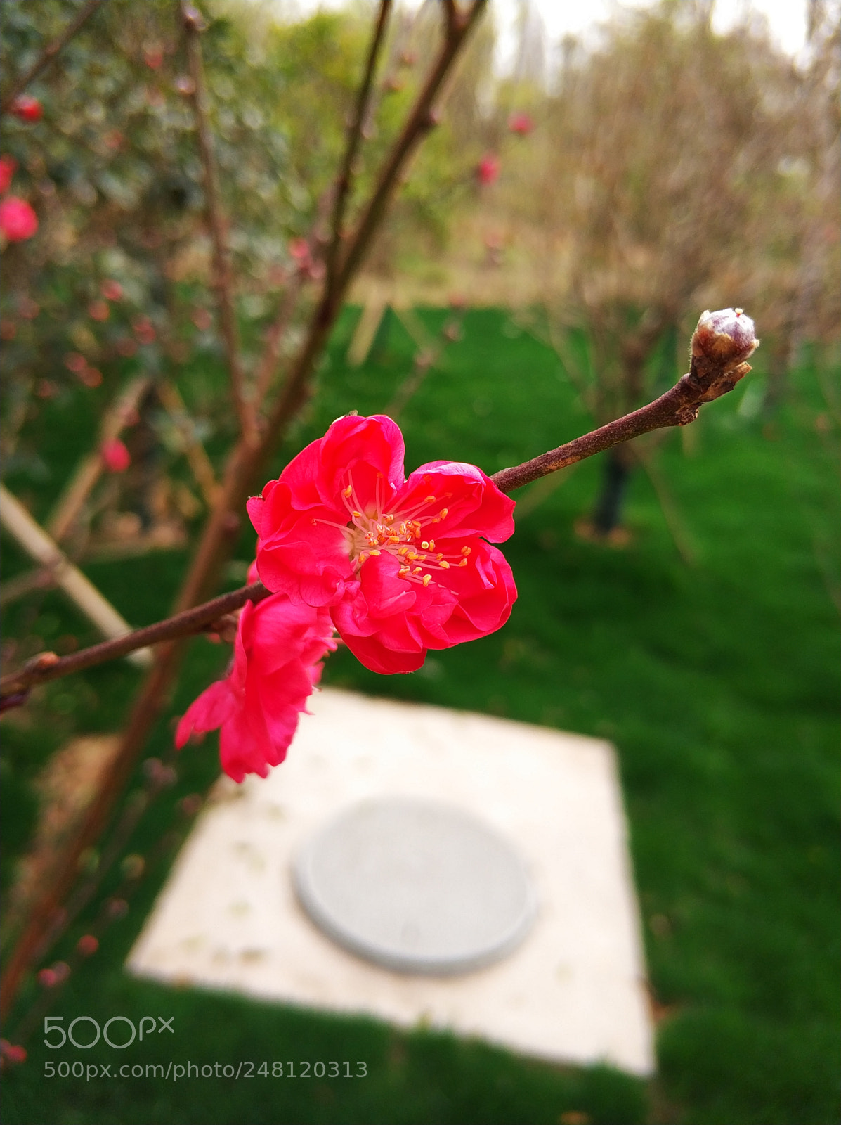 Xiaomi MI6 sample photo. Untitled photography