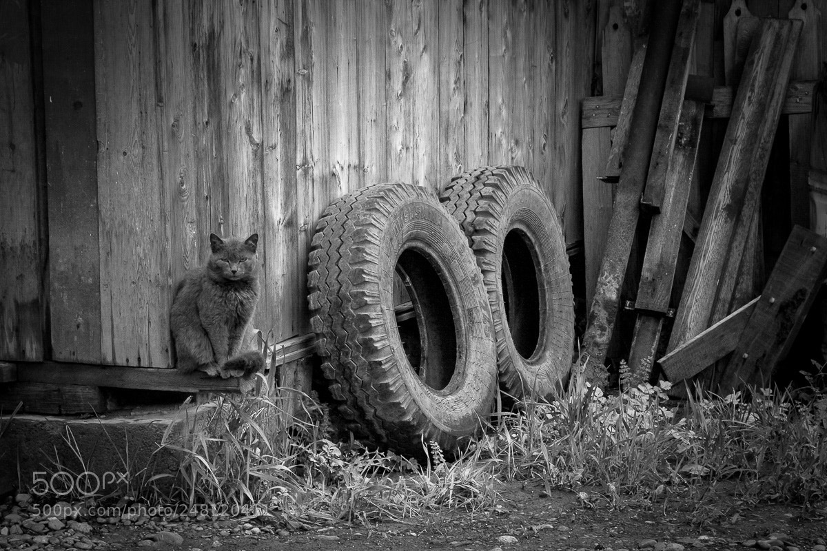 Canon EOS 40D sample photo. The cat and the photography