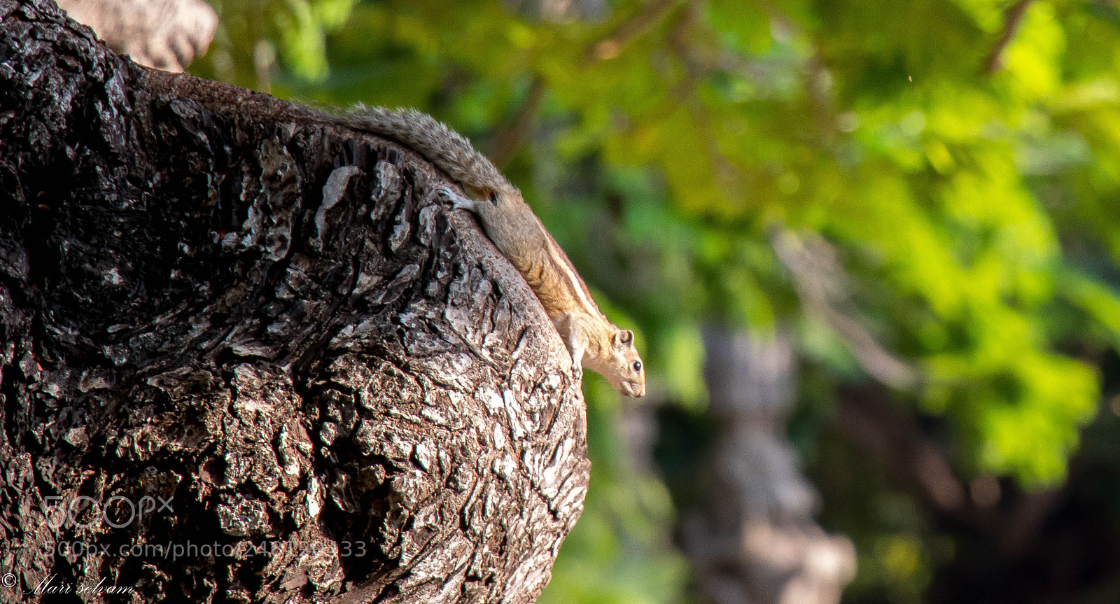 Canon EOS 80D sample photo. Squirrel photography