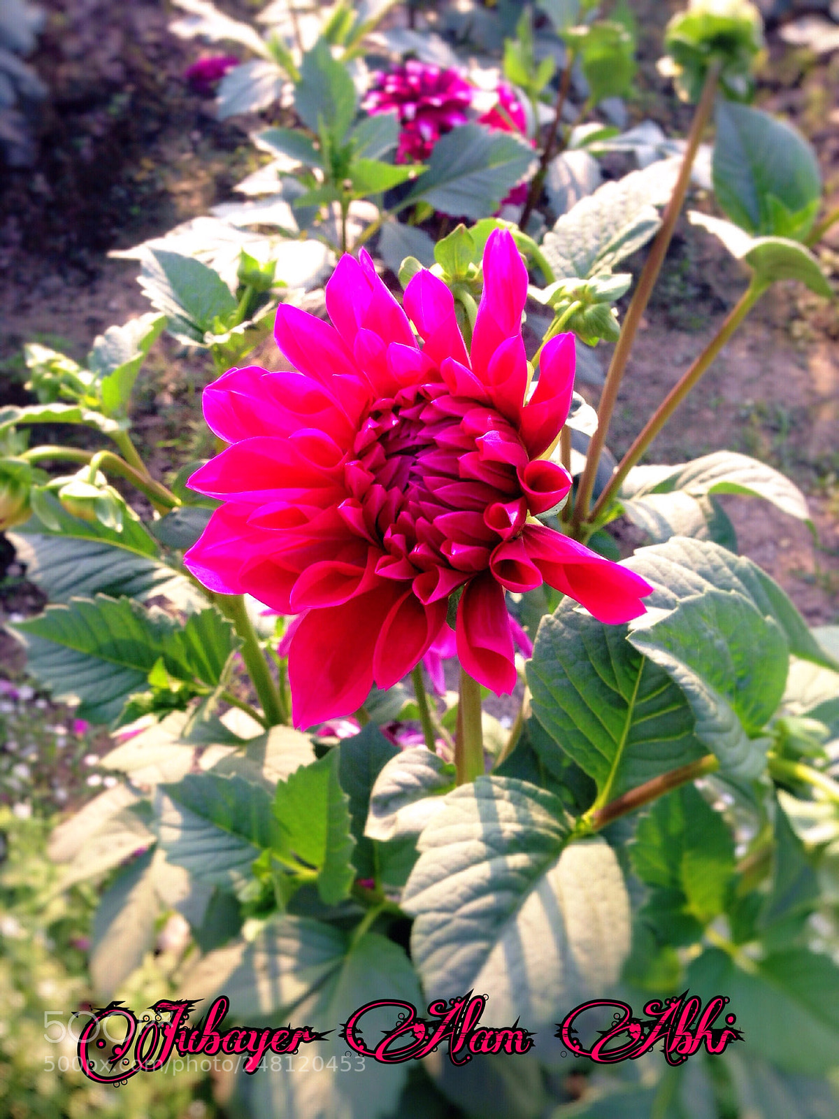 Apple iPhone 5 sample photo. Untitled photography