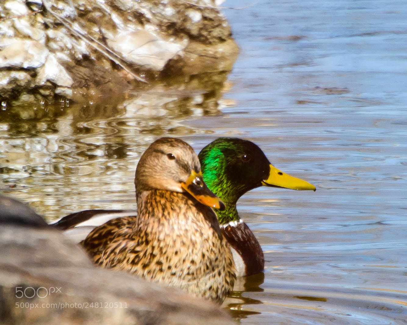 Nikon D800 sample photo. Untitled photography