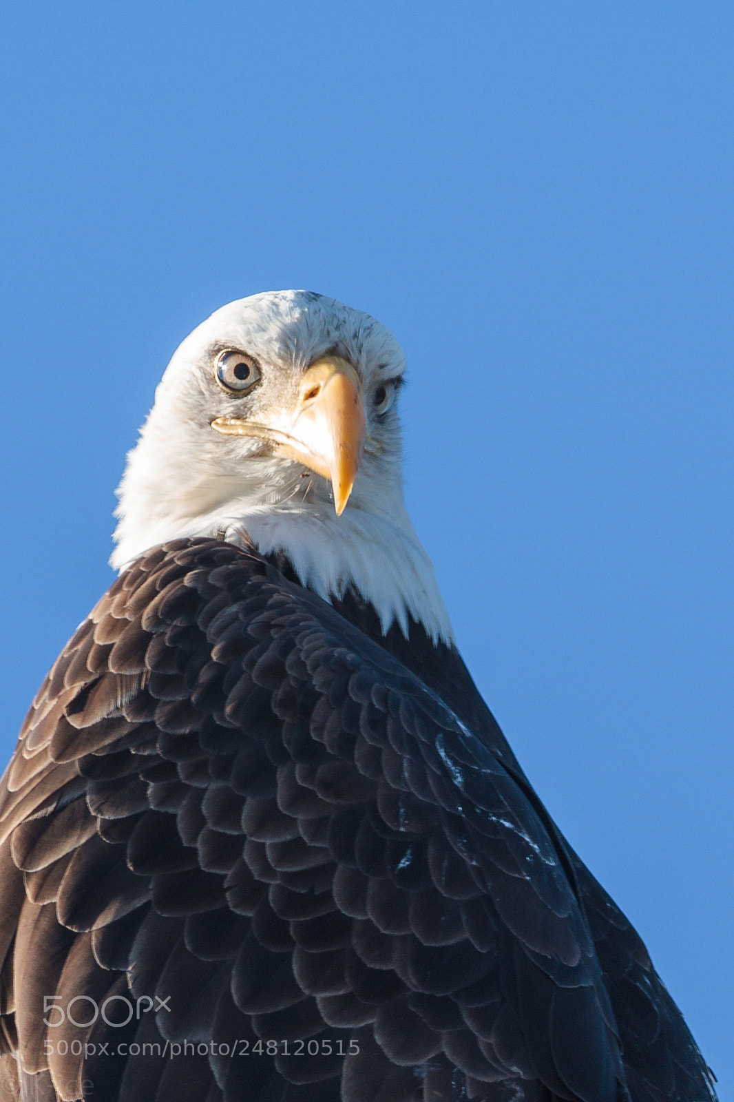 Canon EOS 7D sample photo. Bald eagle photography