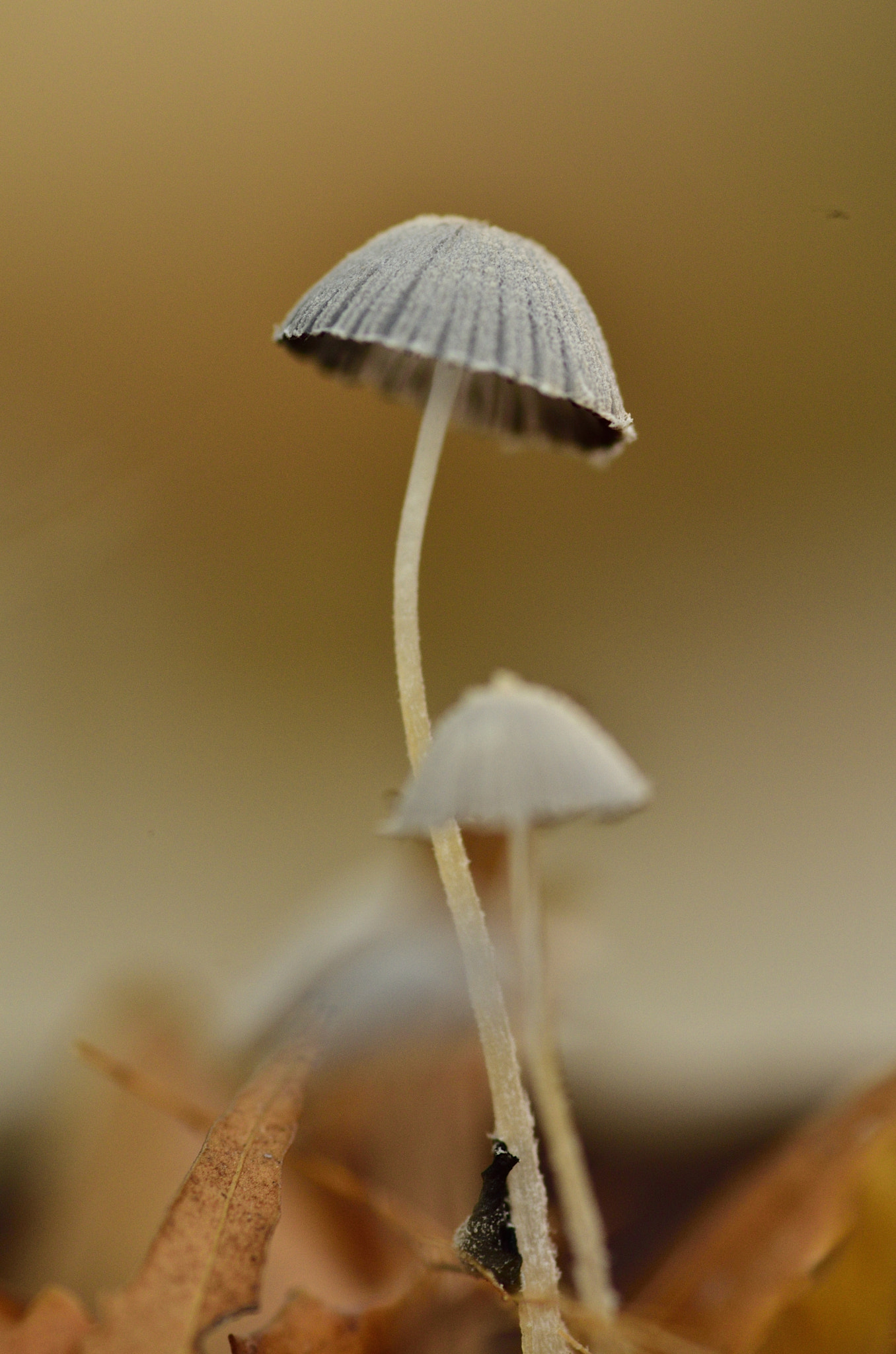 Nikon D5100 sample photo. Slender photography