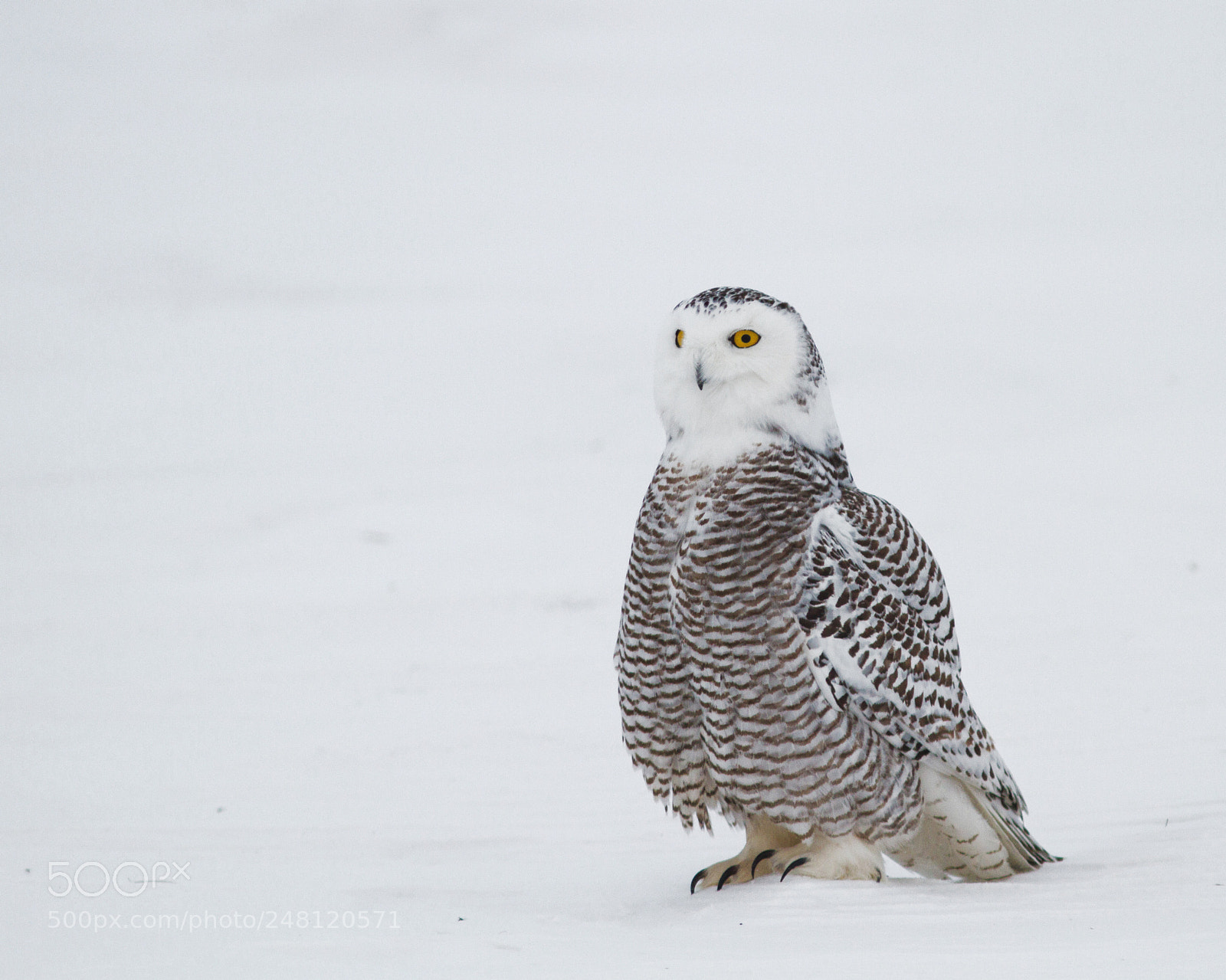 Canon EOS 7D sample photo. Poupoule photography