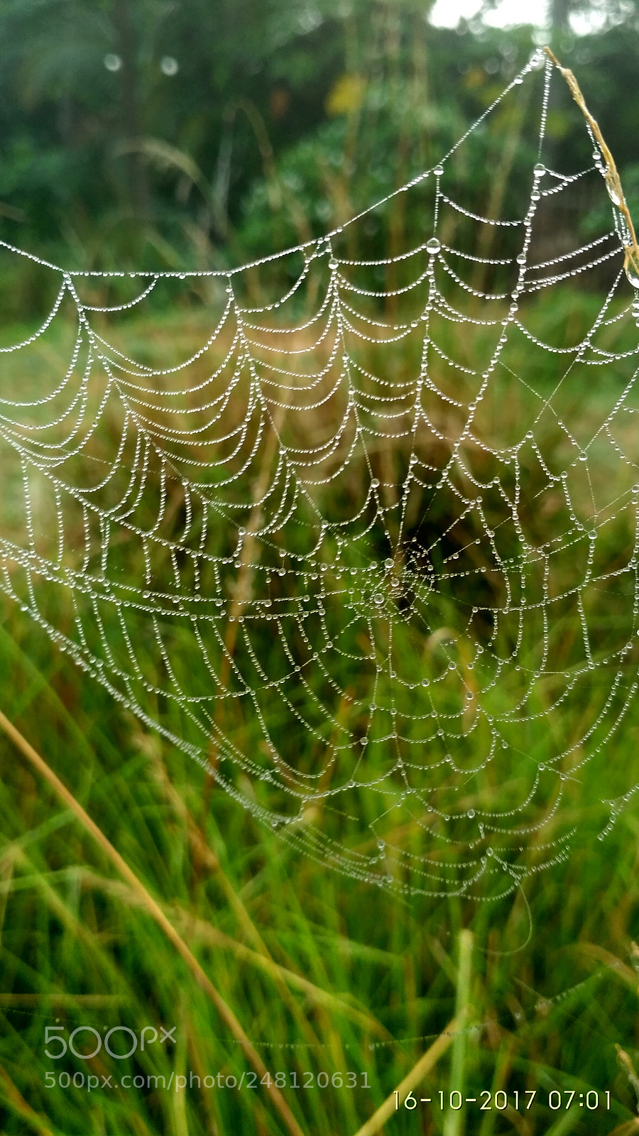 Xiaomi Redmi 3S sample photo. Spider web photography