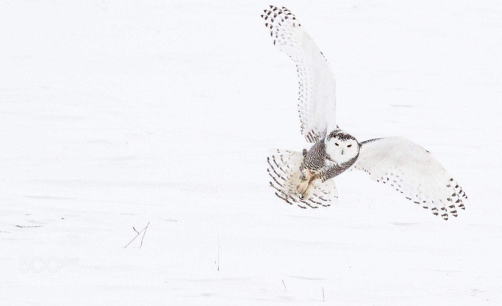 Canon EOS 7D sample photo. Poupoule photography