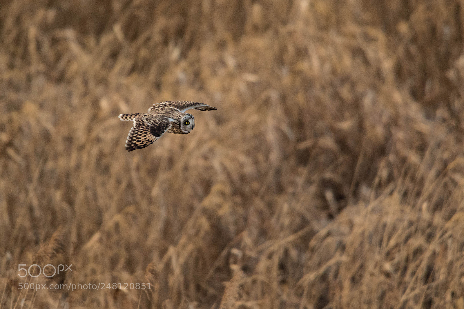 Canon EOS 7D Mark II sample photo. Short-eared owl photography