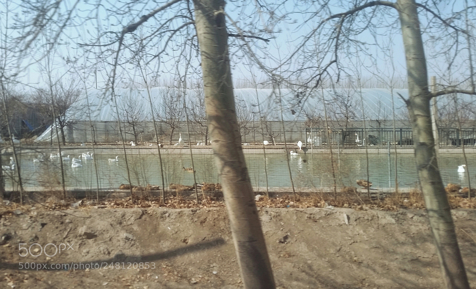 Samsung Galaxy S5 sample photo. Duck prophet photography