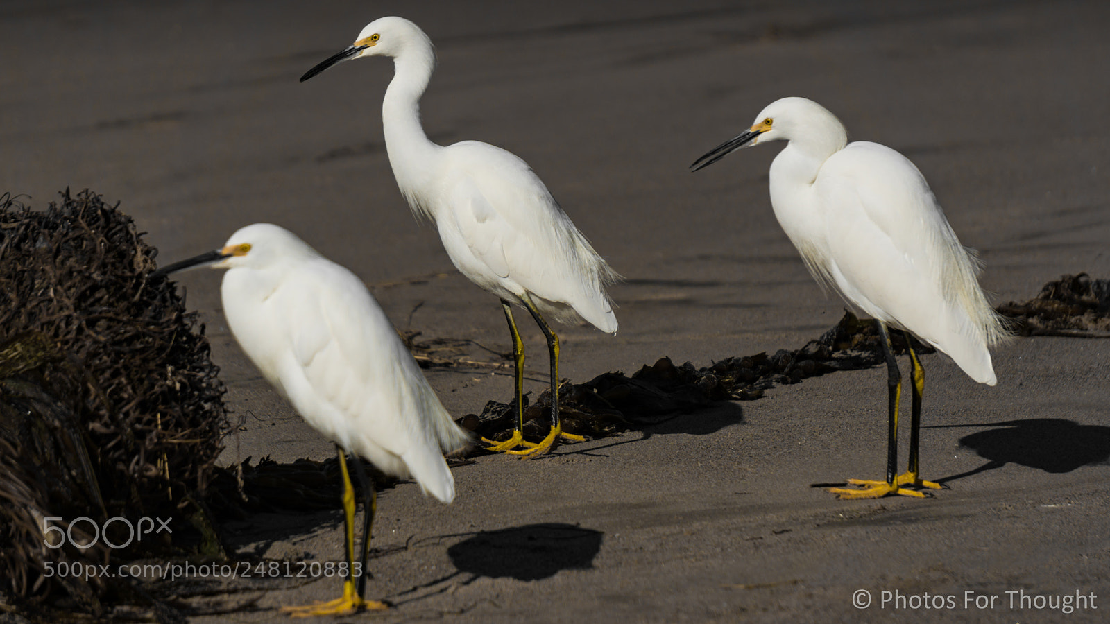 Sony Alpha NEX-5R sample photo. Squad photography