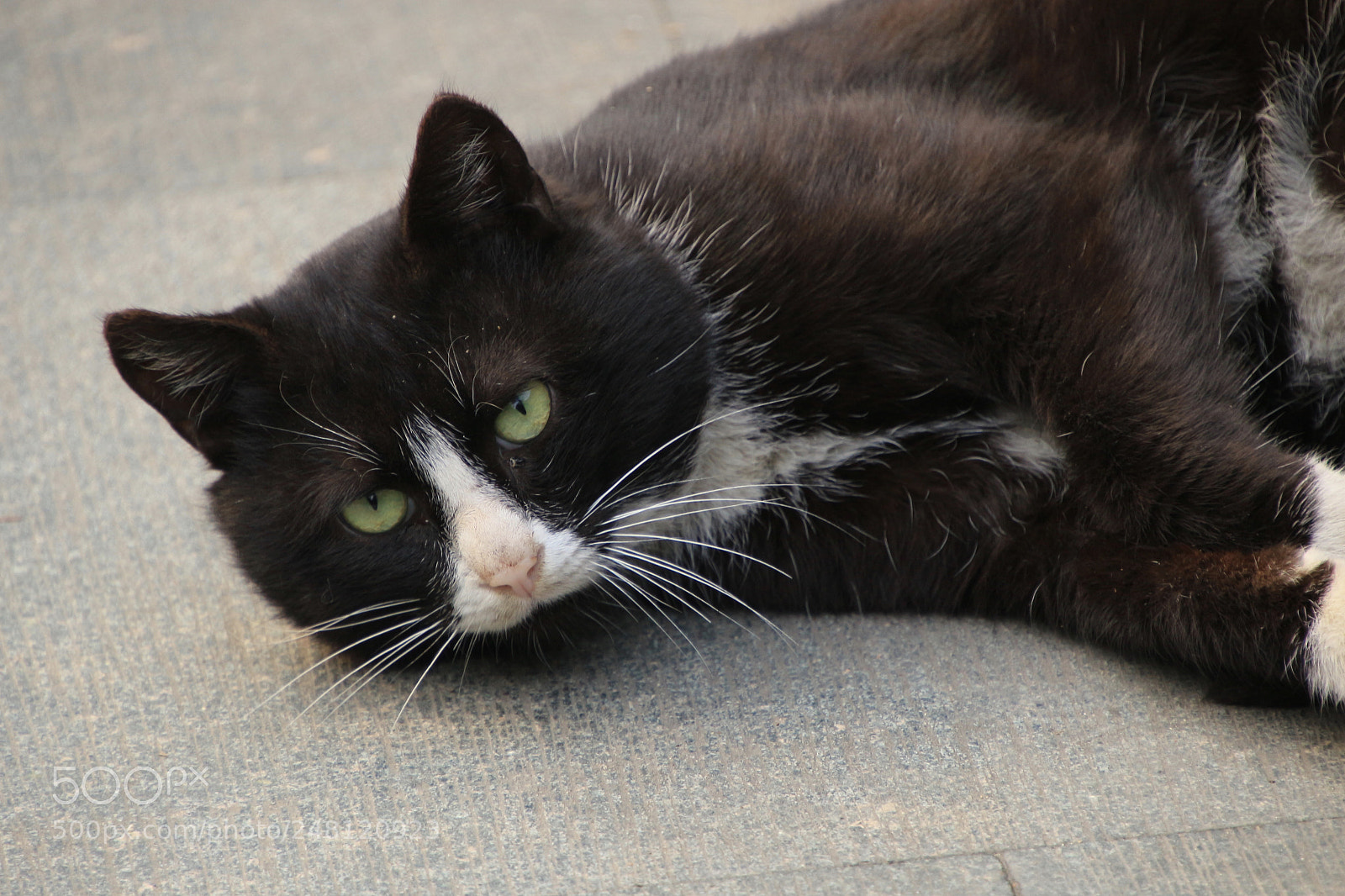 Canon EOS 100D (EOS Rebel SL1 / EOS Kiss X7) sample photo. 对视 photography