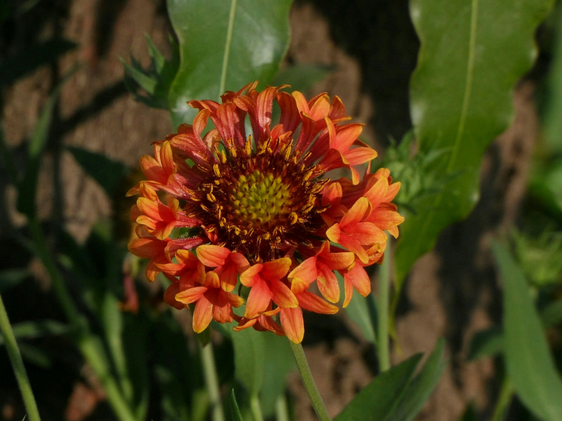 Samsung WB150 / WB150F / WB152 / WB152F / WB151 / WB151F / WB140 sample photo. Gaillardia flower, botanical name gaillardia fanfare photography