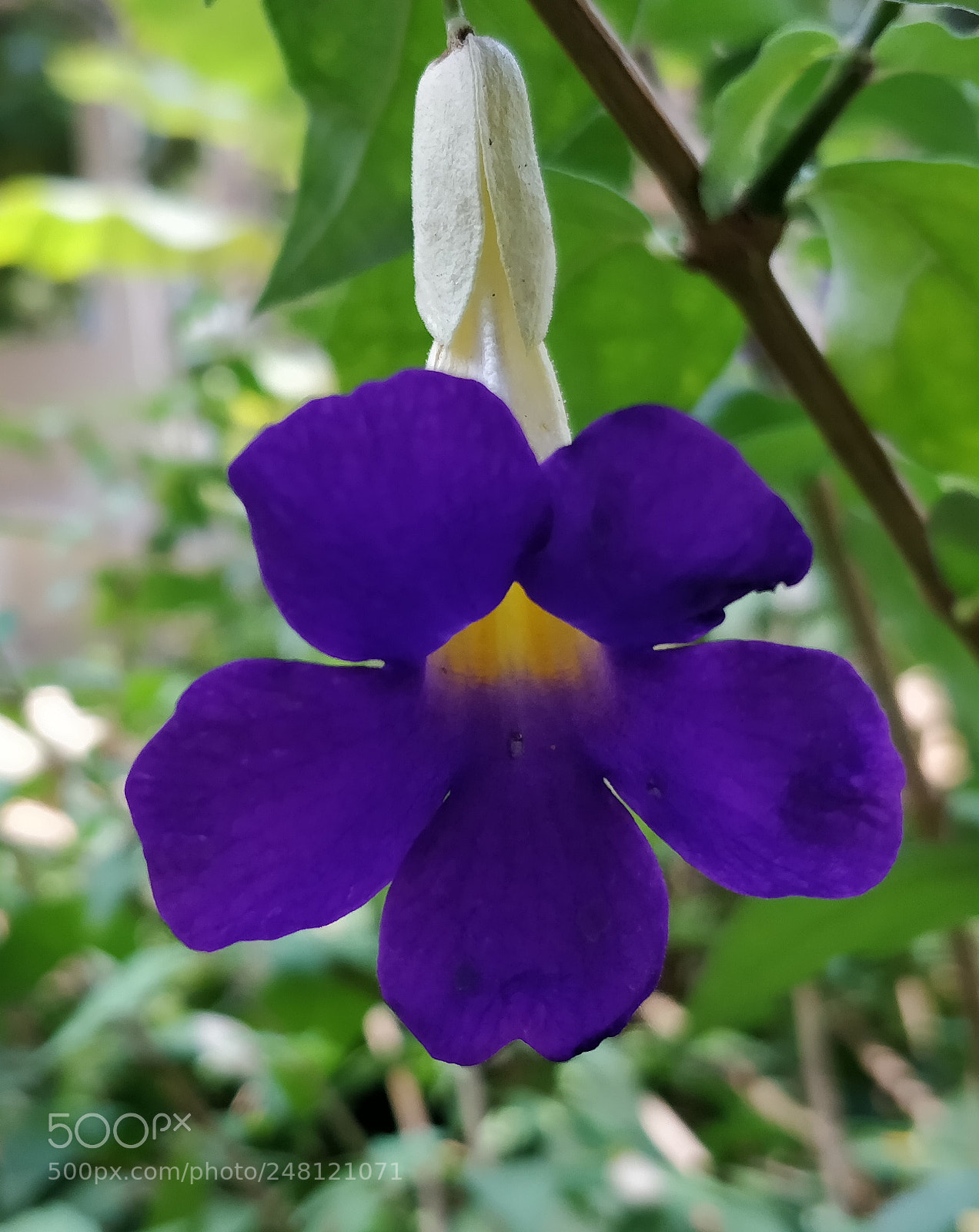 OnePlus 5 sample photo. Voilet  floral photography