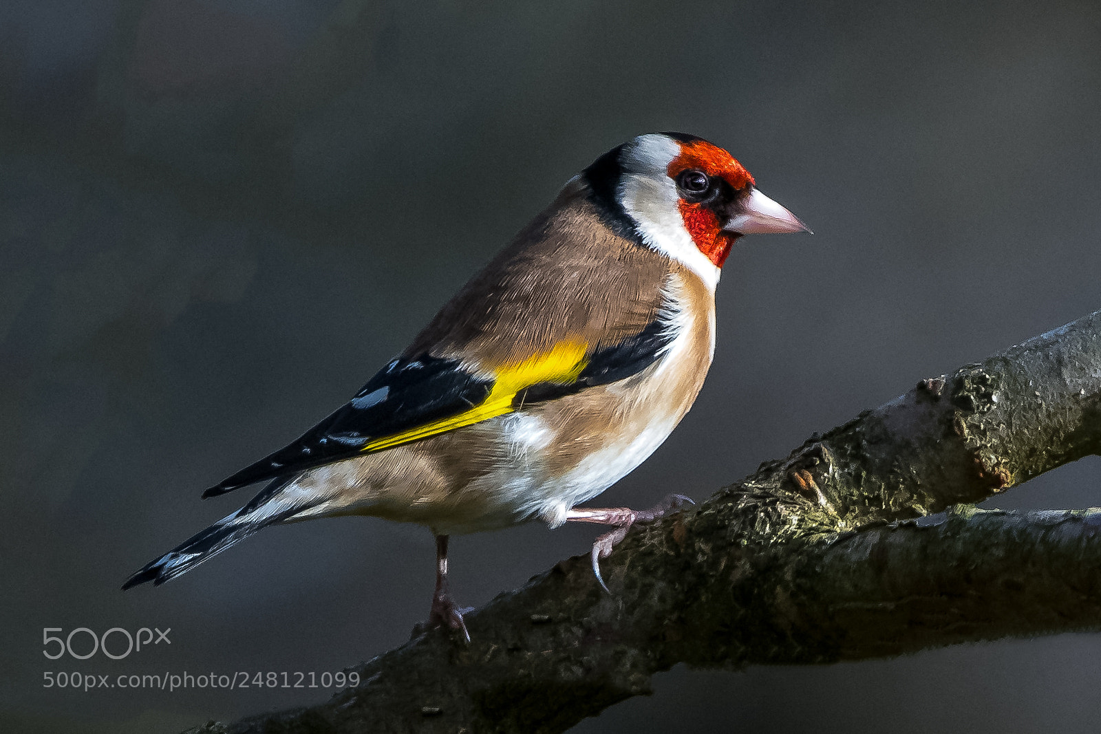 Nikon D850 sample photo. Colourful goldfinch photography
