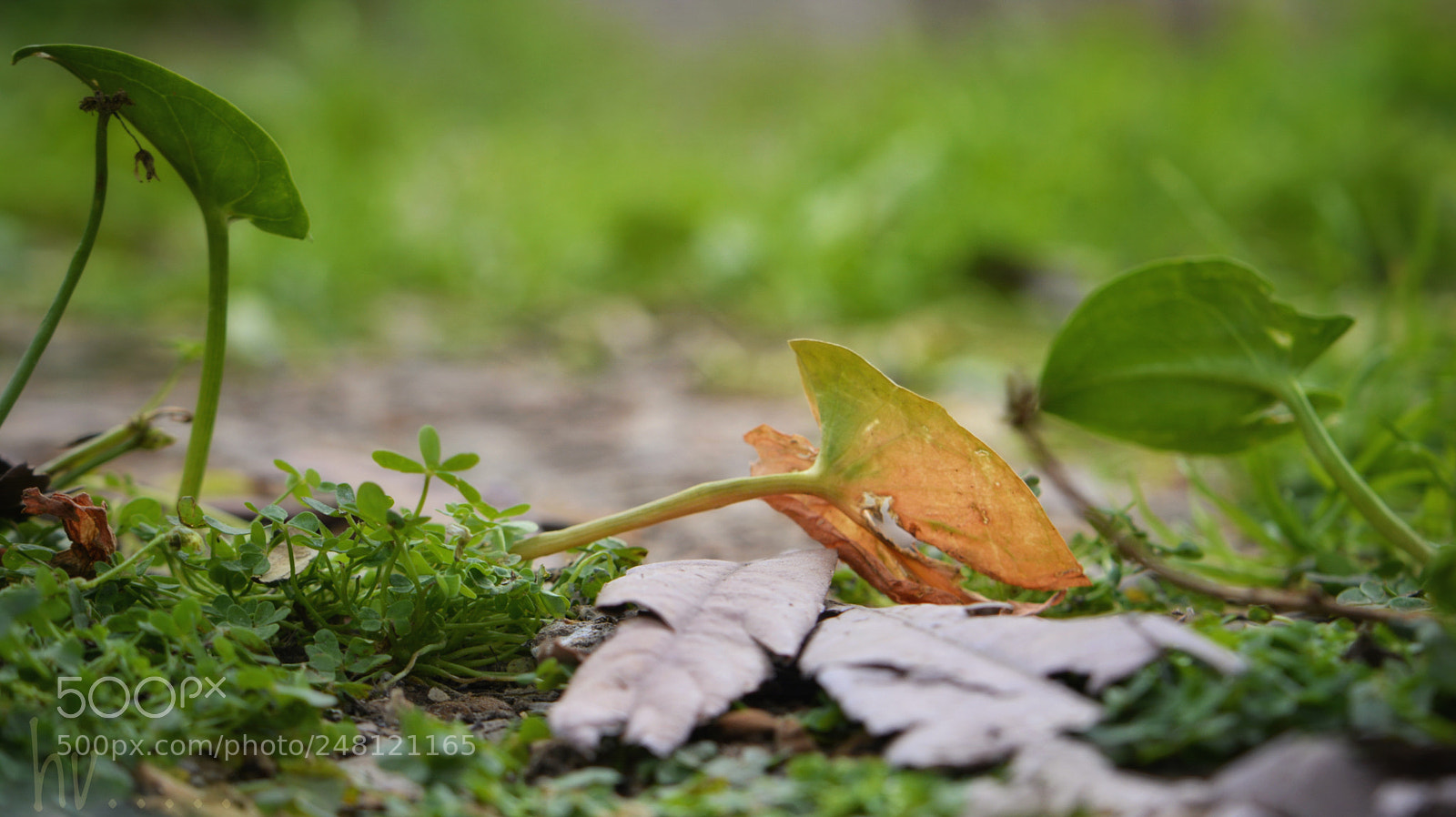 Nikon D7100 sample photo. Blessed till the end photography
