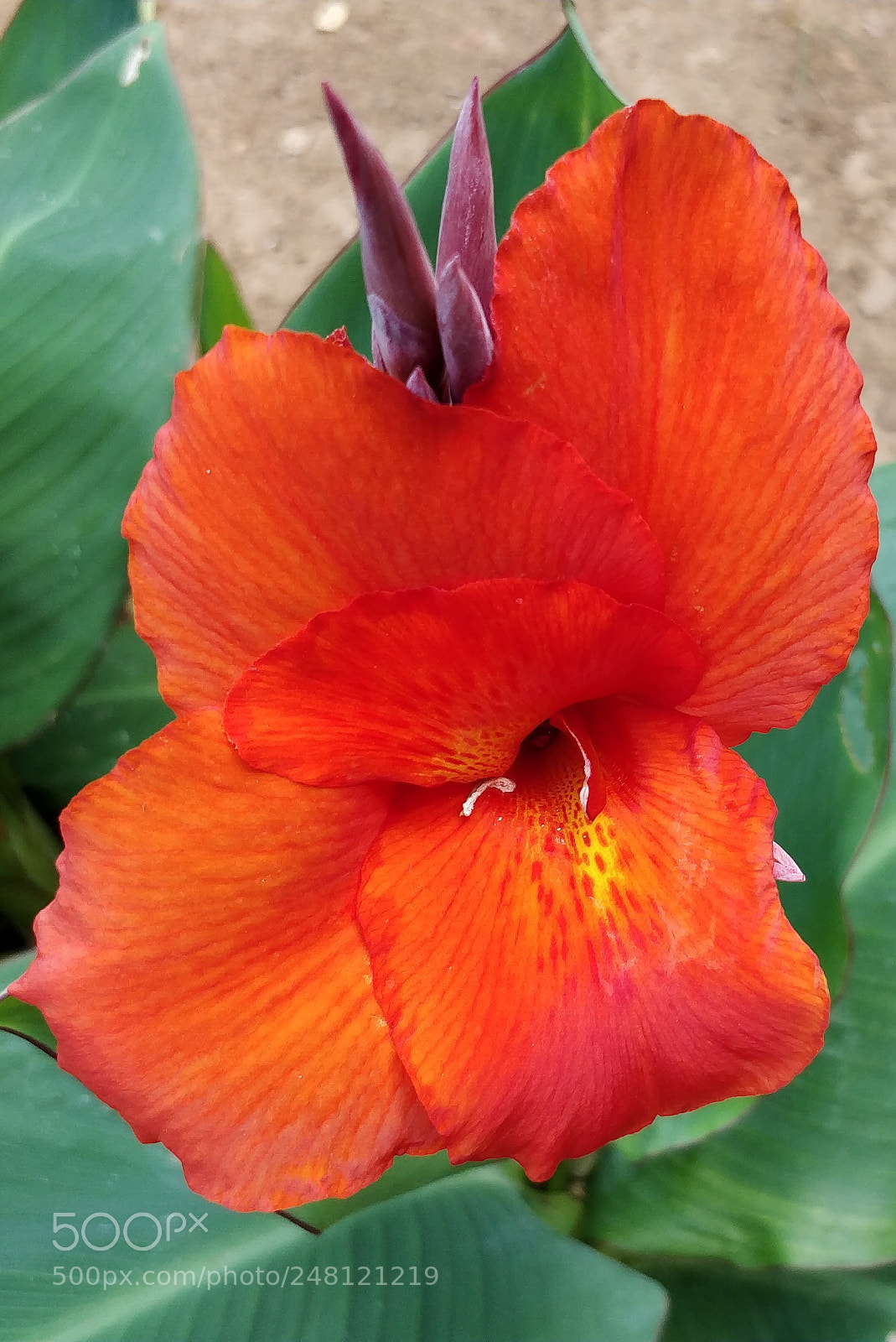 OnePlus 5 sample photo. Saffron fragrant photography
