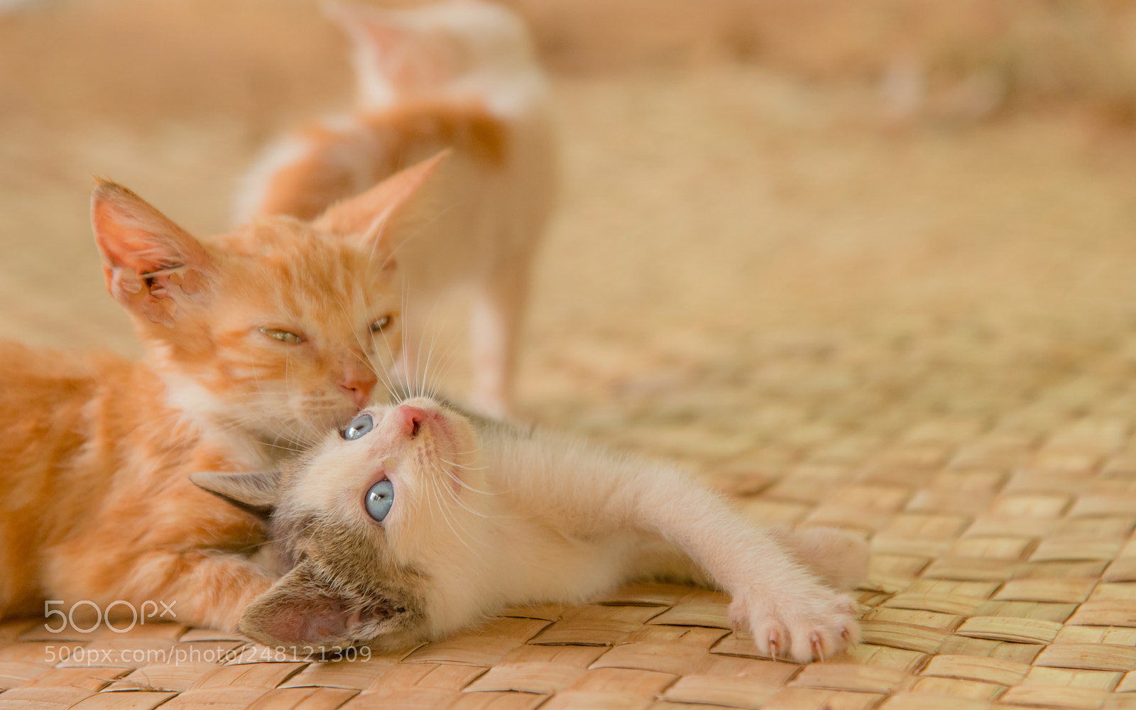 Nikon D800E sample photo. Cats kiriwina island papua photography