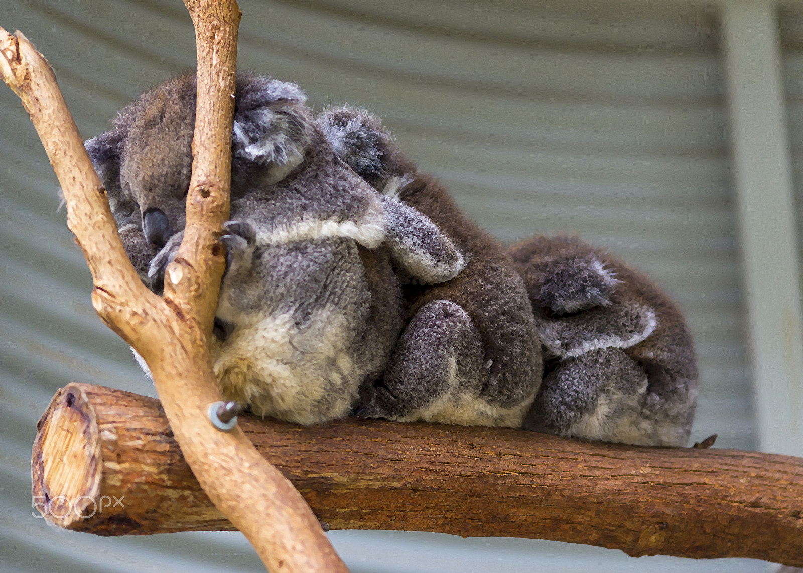 Canon EOS-1D C sample photo. Koala photography