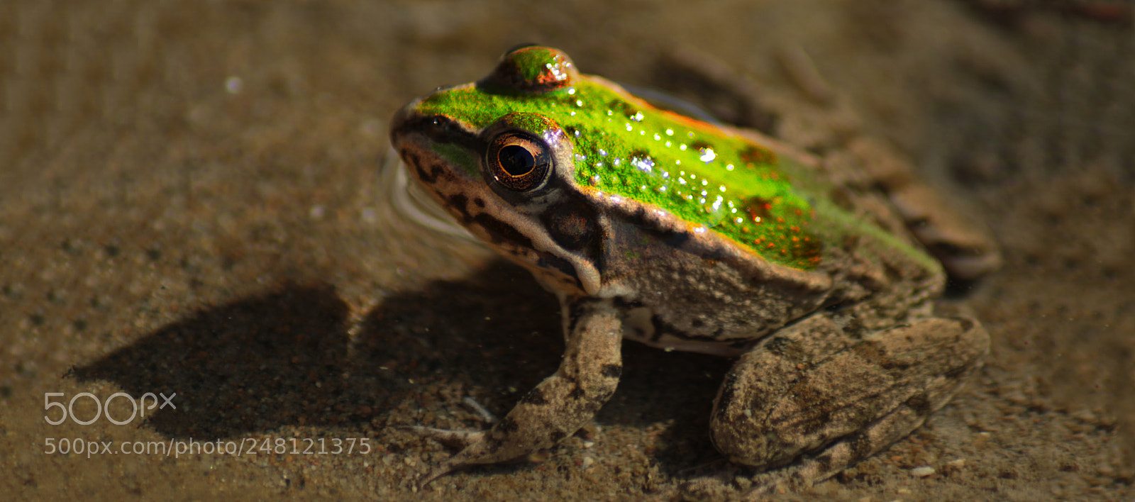 Canon EOS 650D (EOS Rebel T4i / EOS Kiss X6i) sample photo. Macro photography