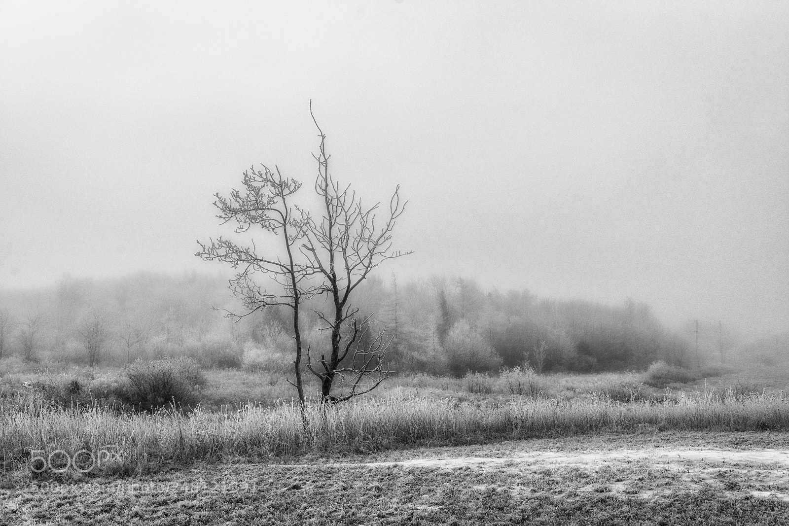 Sony a7R II sample photo. Silver thaw photography