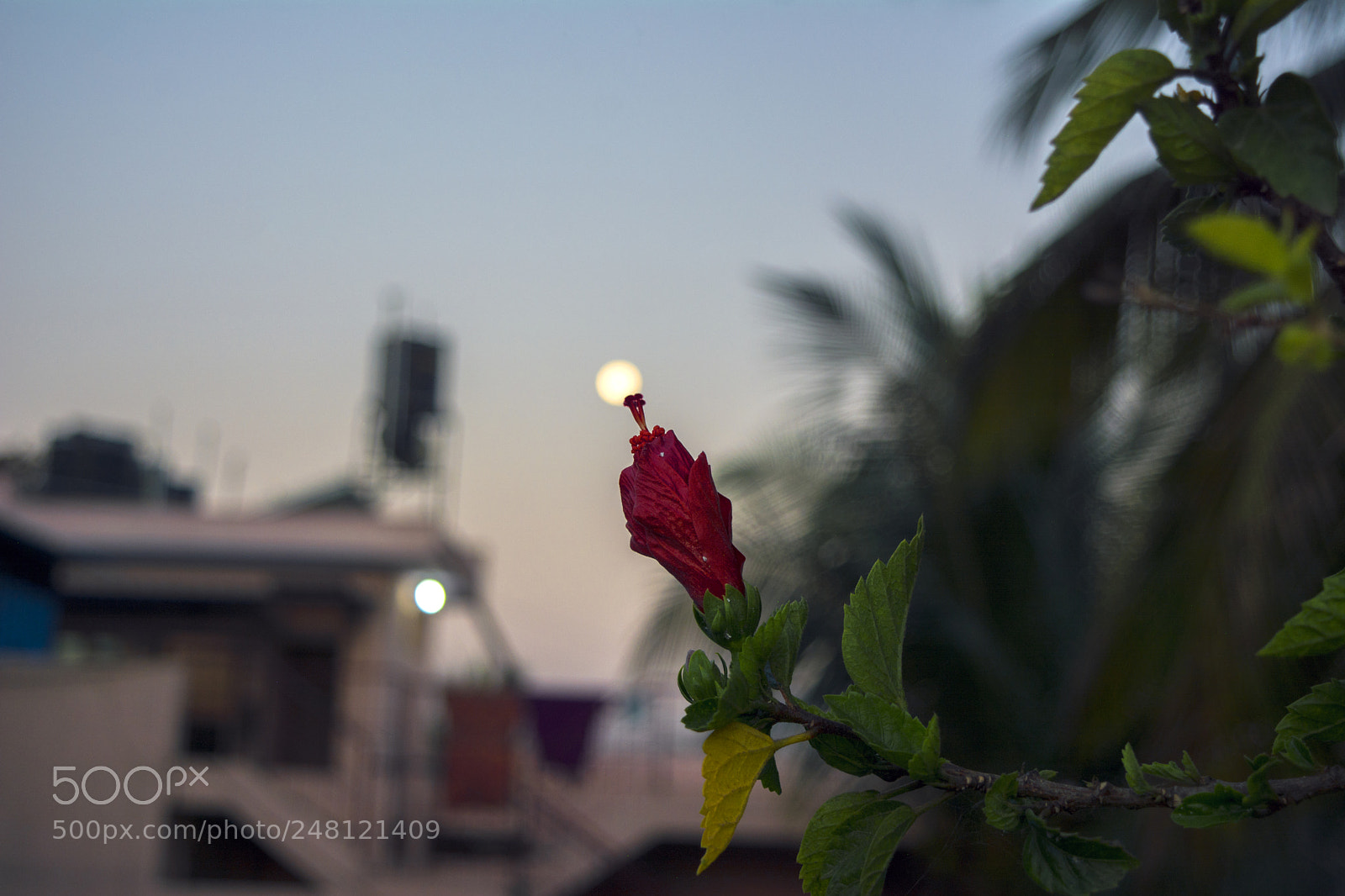 Nikon D7100 sample photo. Blossiming moon photography