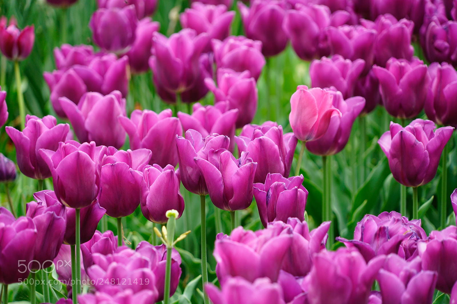 Sony a7R II sample photo. Tulips photography