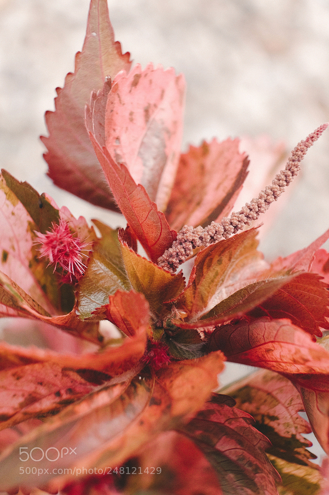 Fujifilm X-T10 sample photo. Shades of ruby photography