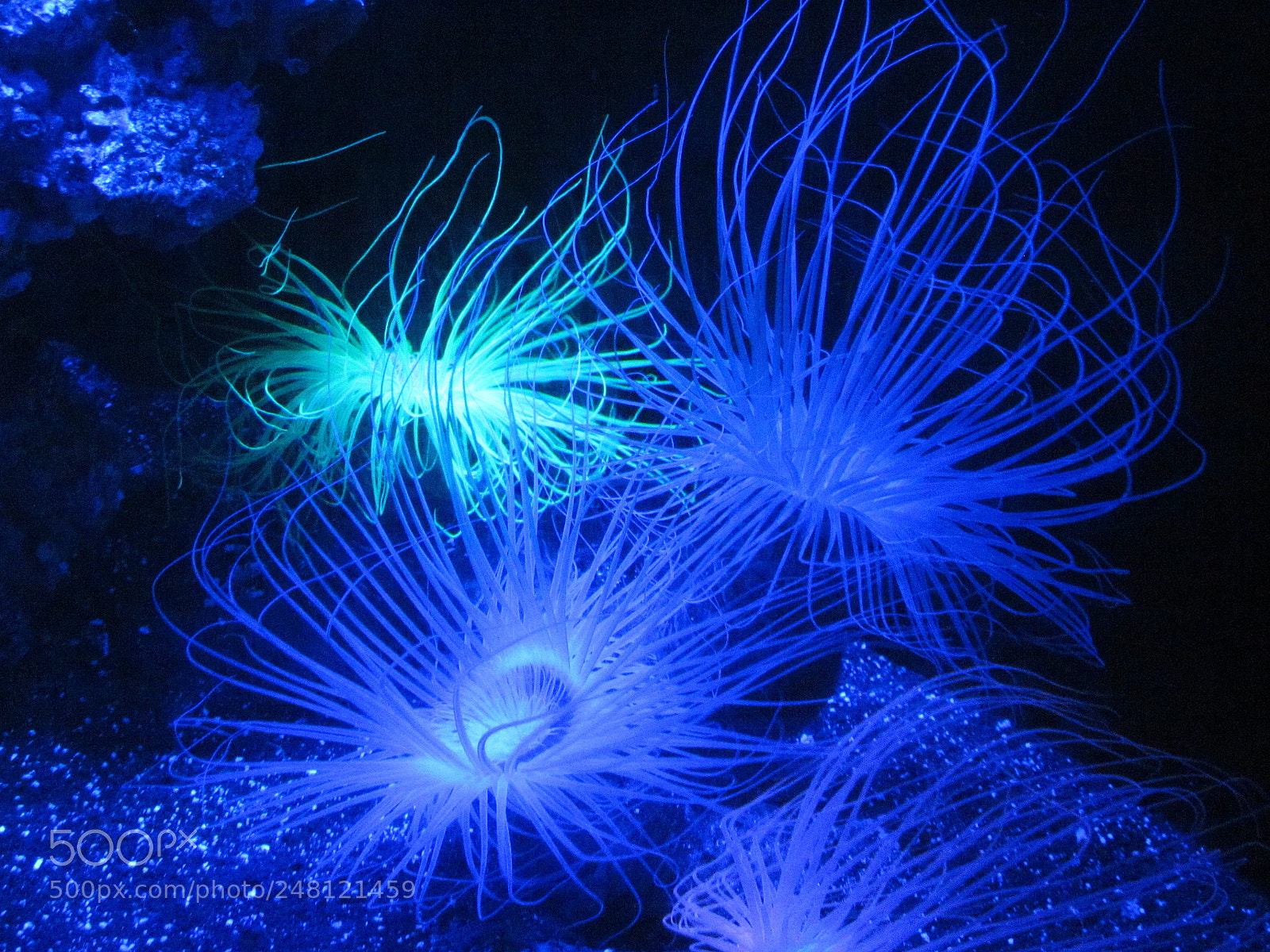 Canon PowerShot SX30 IS sample photo. Neon blue photography