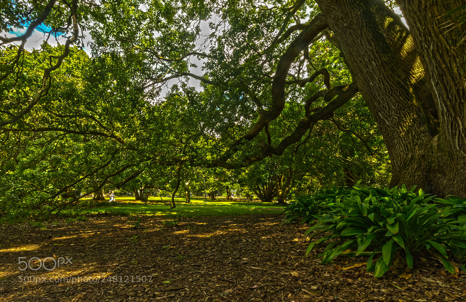 Canon EOS 7D sample photo. Under a tree photography