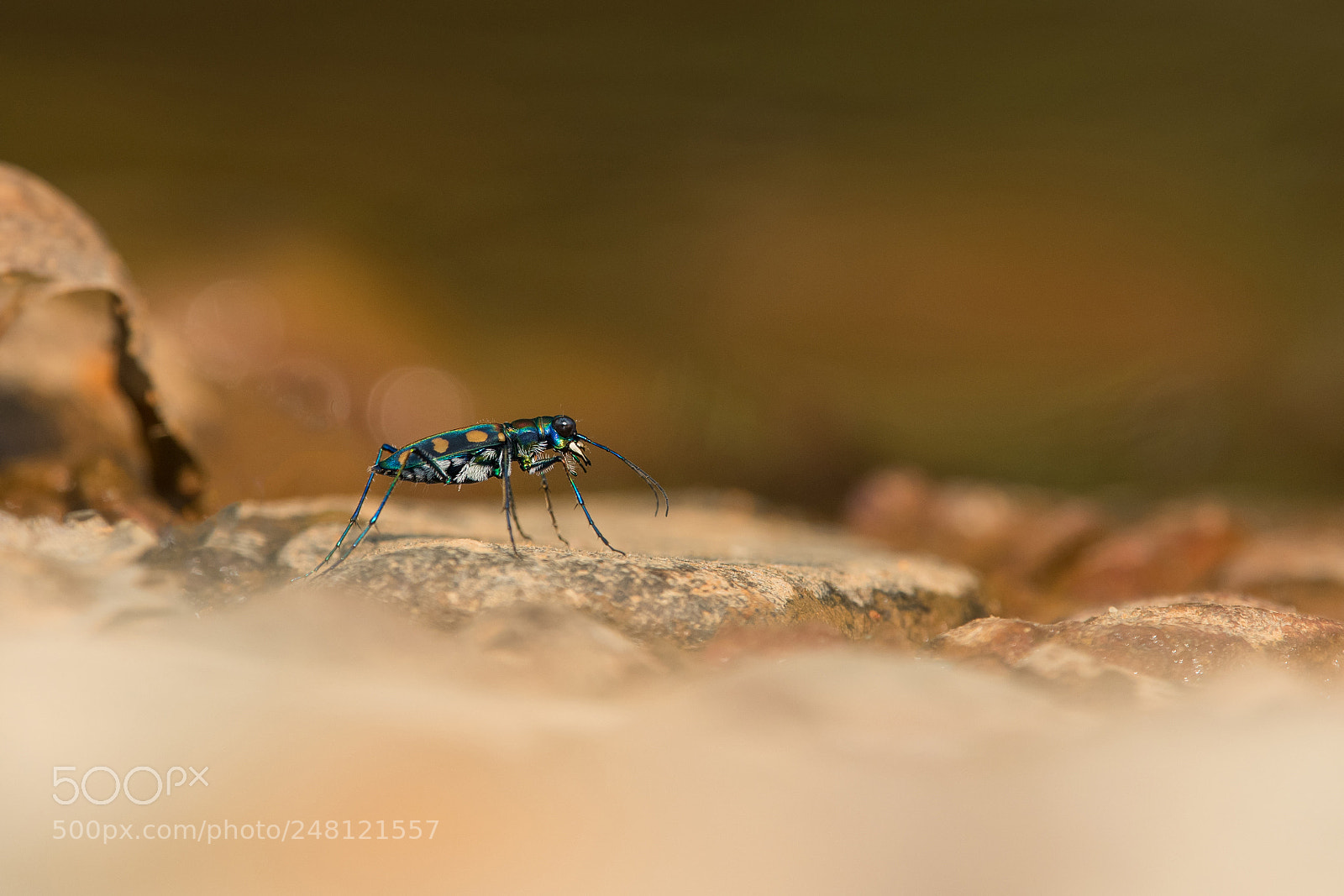 Nikon D500 sample photo. Golden-spotted tiger beetle photography
