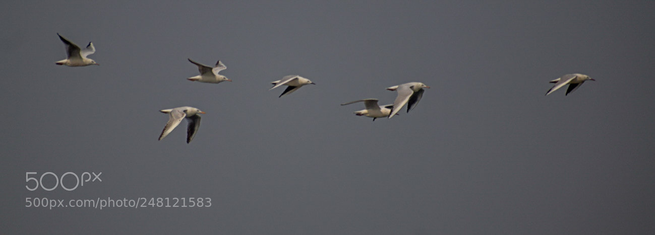Nikon D5300 sample photo. Flying seagulls photography