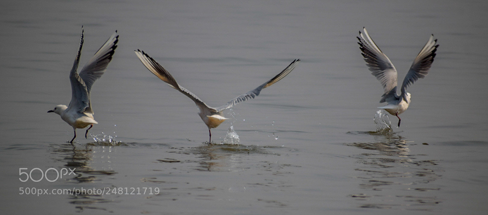 Nikon D5300 sample photo. Seagulls taking-off photography