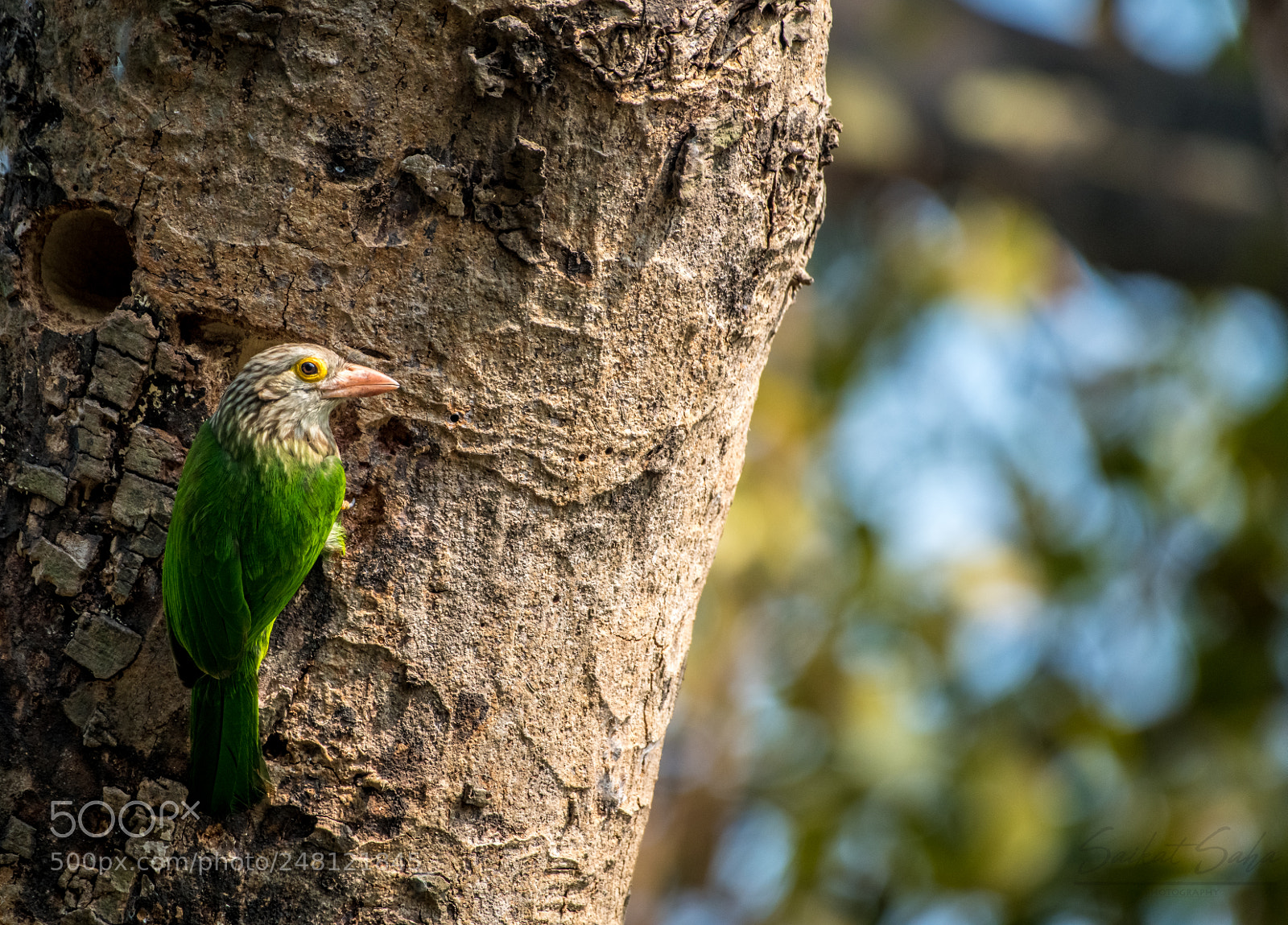 Nikon D850 sample photo. Barbet photography