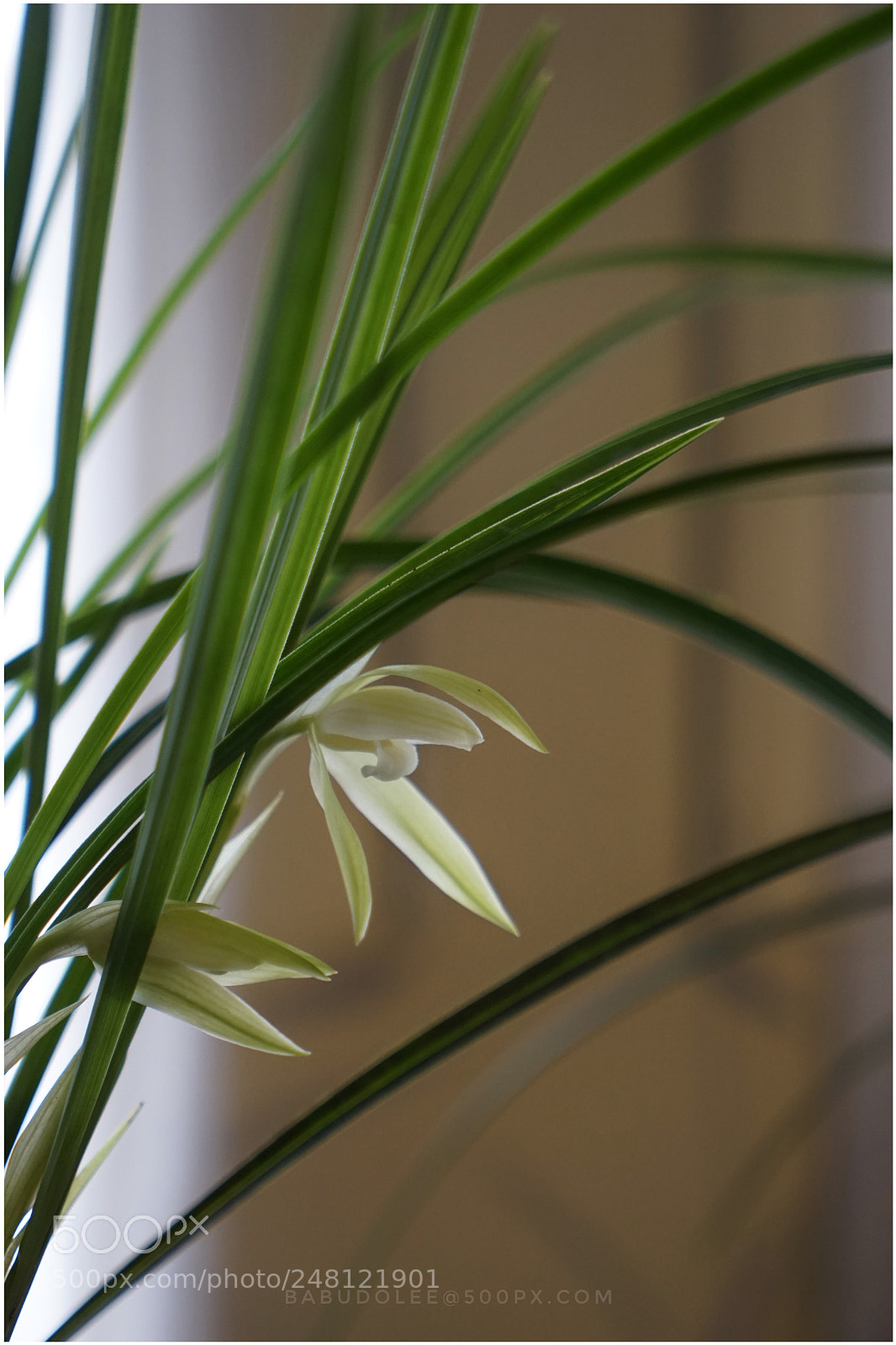 Sony a7 sample photo. Orchid photography