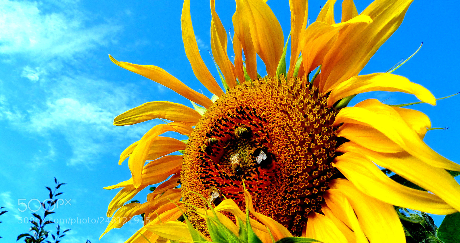Panasonic Lumix DMC-FZ200 sample photo. Bees and sunflower. photography
