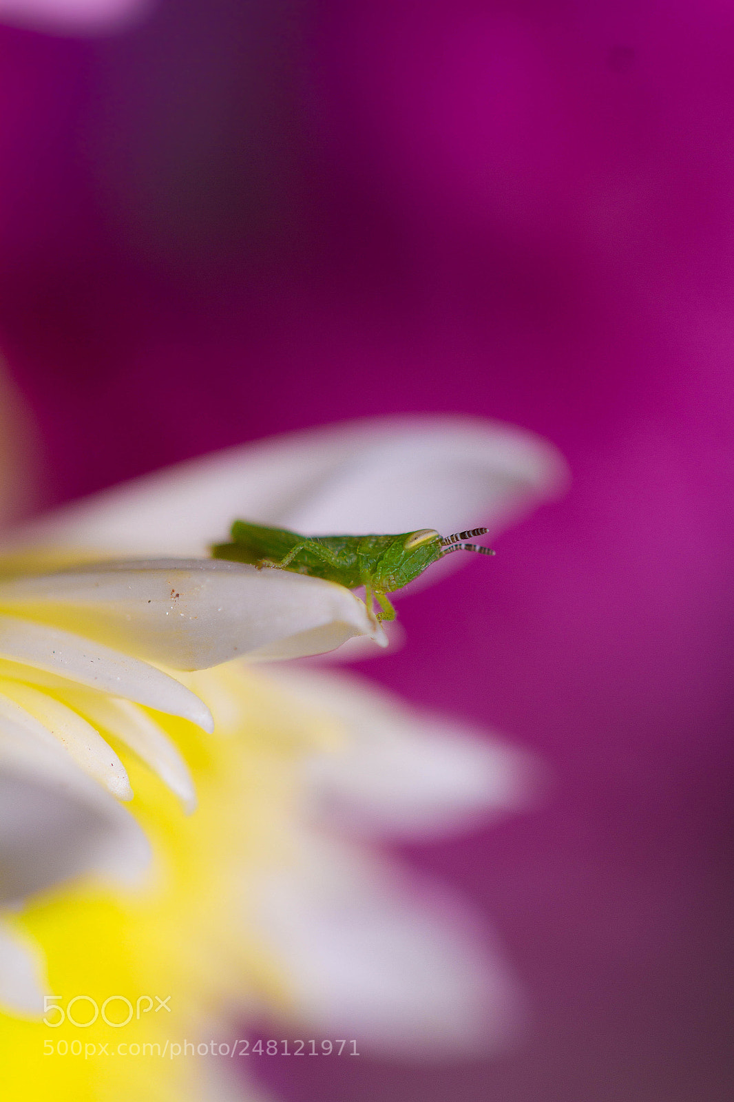 Canon EOS 7D sample photo. Little grasshopper and her photography