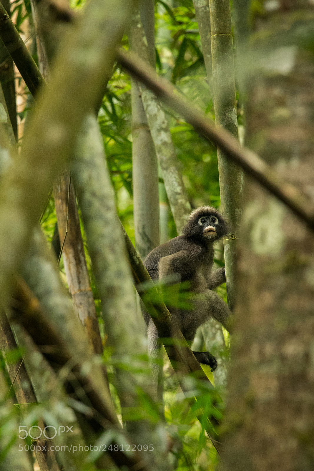 Nikon D500 sample photo. Dusky leaf monkey photography