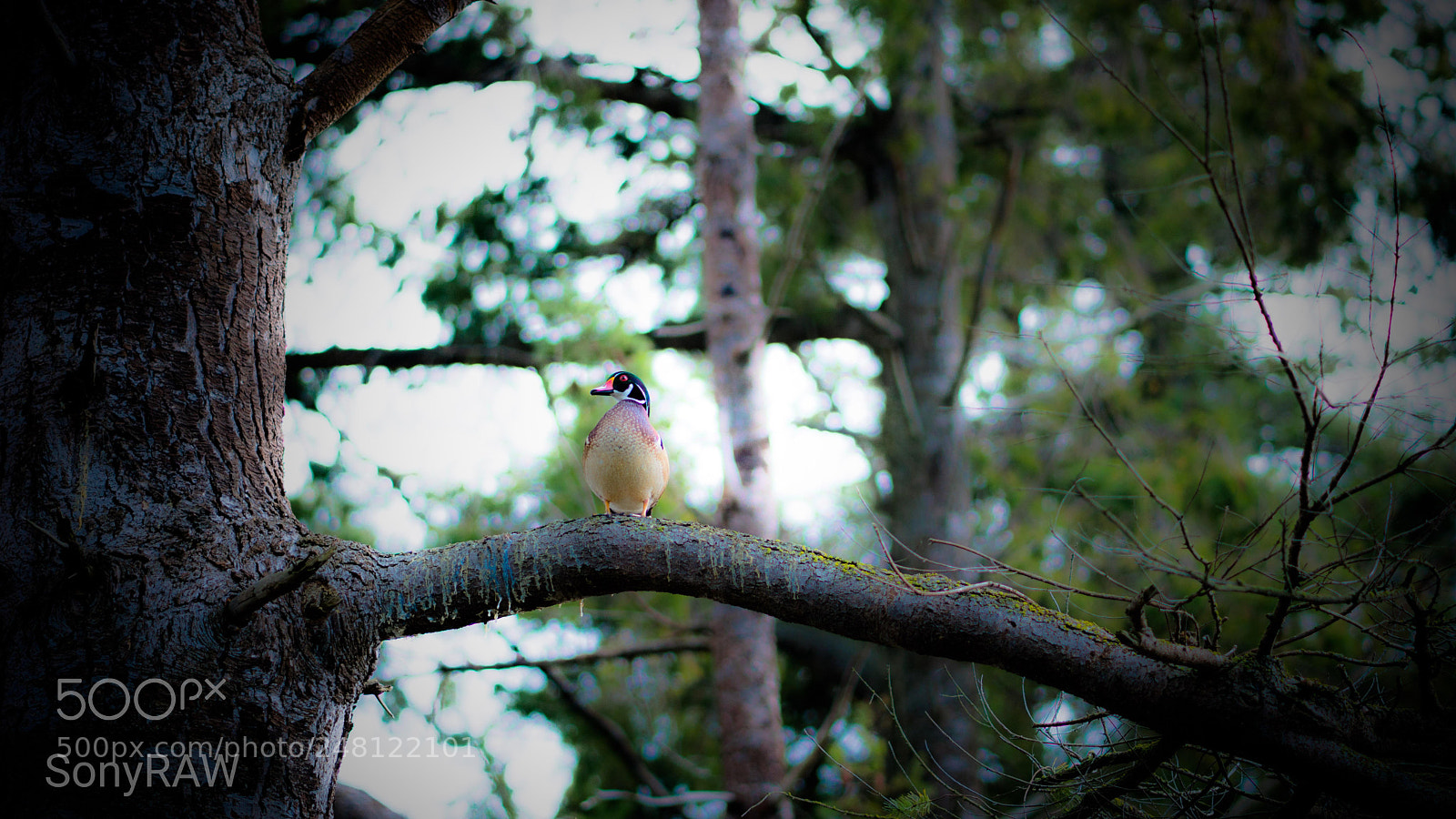Sony a6500 sample photo. Wood duck on tree photography