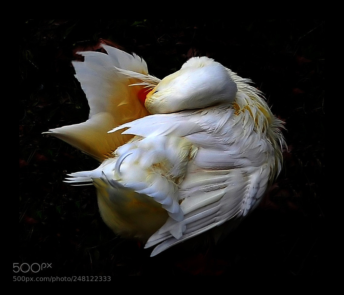 Nikon D5000 sample photo. ** photography